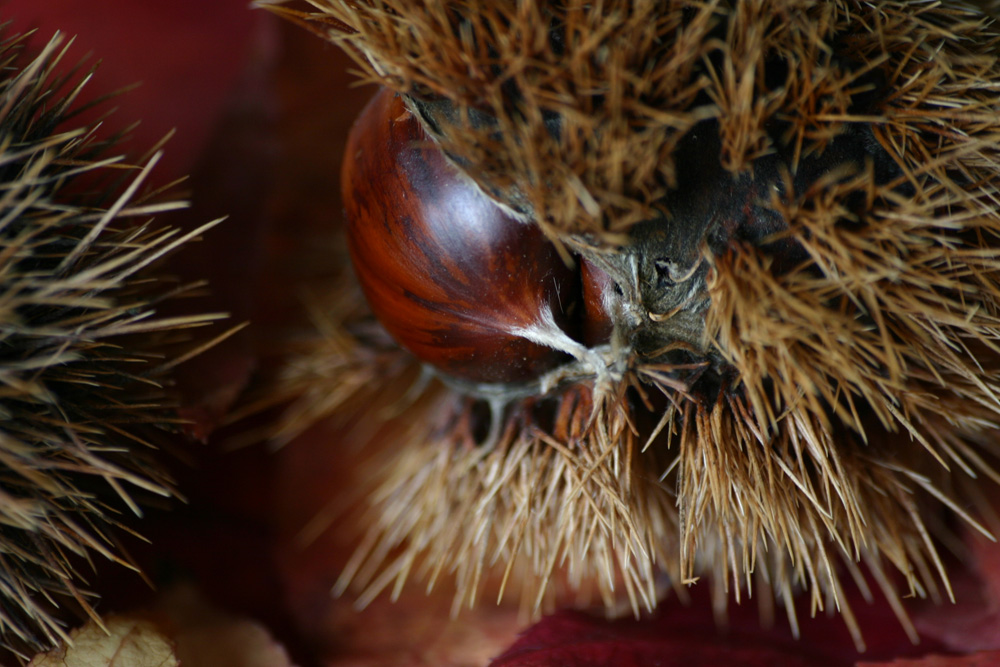 Castagna in ostaggio