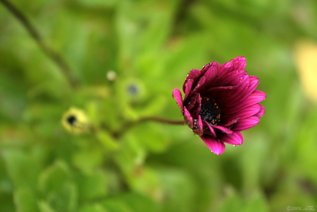 Chiuso il fior viola