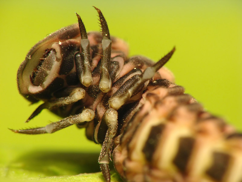 Larva di lucciola