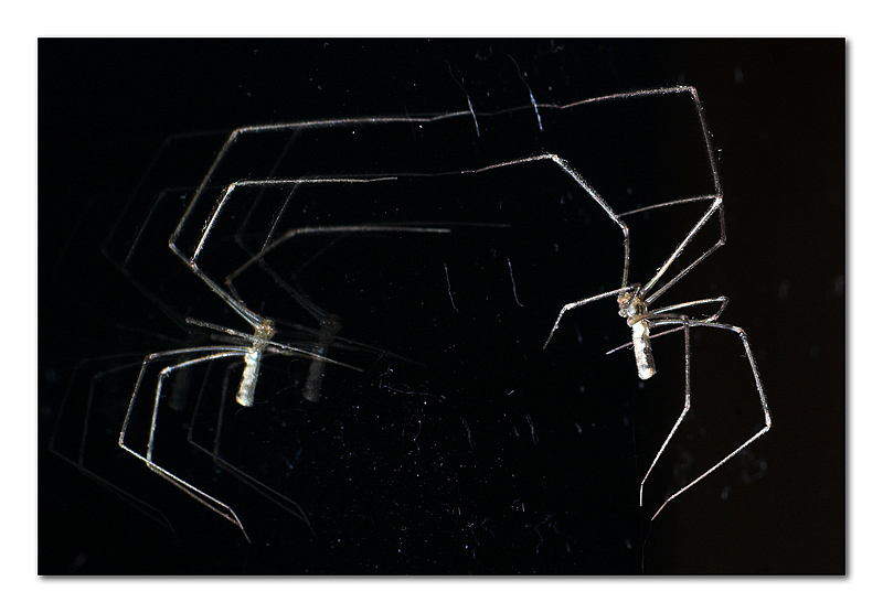 Il ragno che fa le flessioni davanti allo specchio