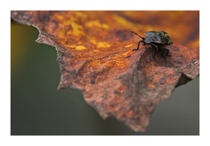 ai bordi del cratere