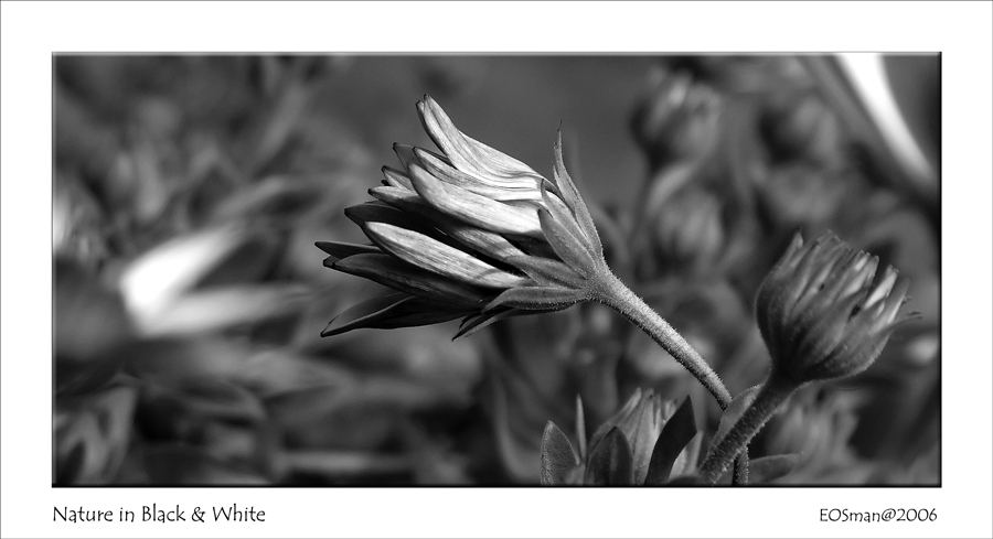 Nature in Black & White...