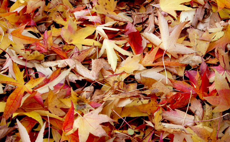 foglie, � arrivato l'autunno