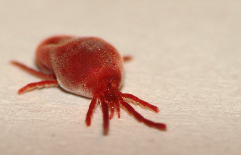 Trombidium autumnalis