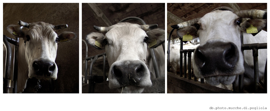 mucchedi.pogliola.mondov�.cuneo