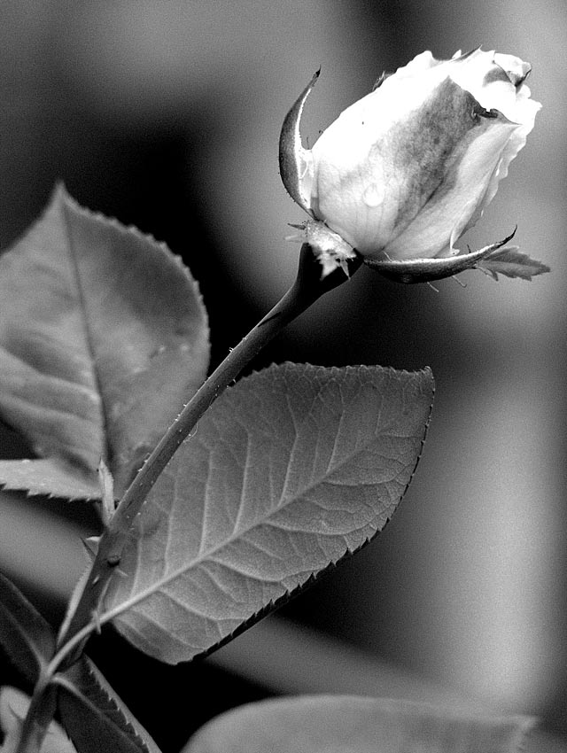 Black & white rose
