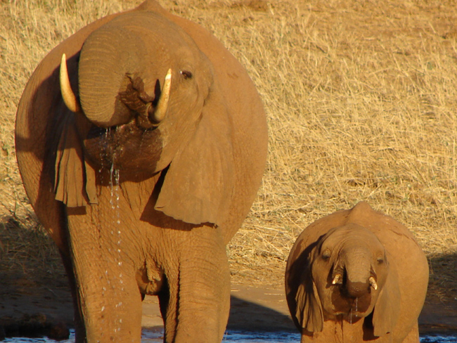 Sincroniapachidermica