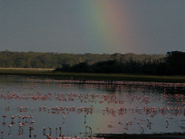 Arcobaleno Lake Nakuru