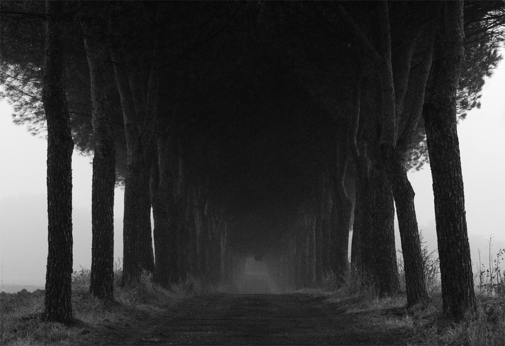 Viale alberato.................