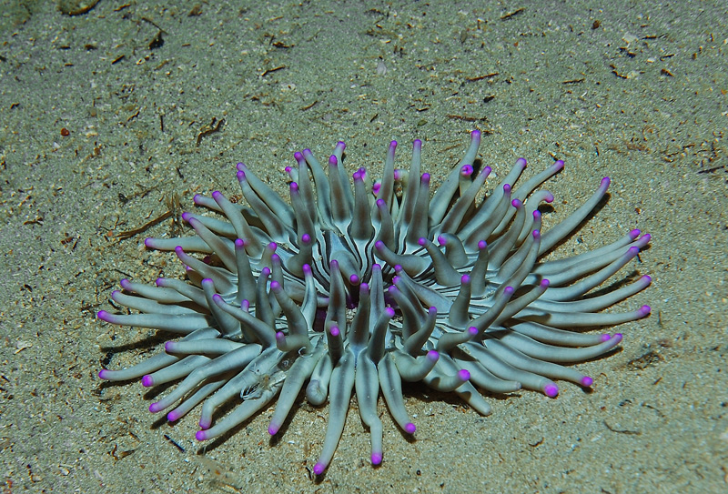 Fiore carnoso e carnivoro