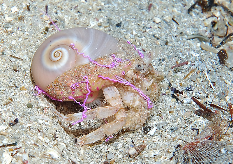 Stelle filanti al vincitore della lotta grecoromana