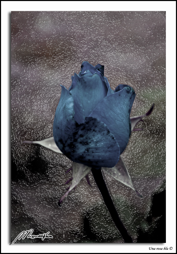 Una rosa blu