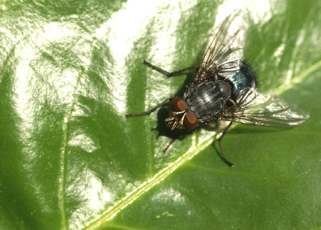 Che errori ho fatto??