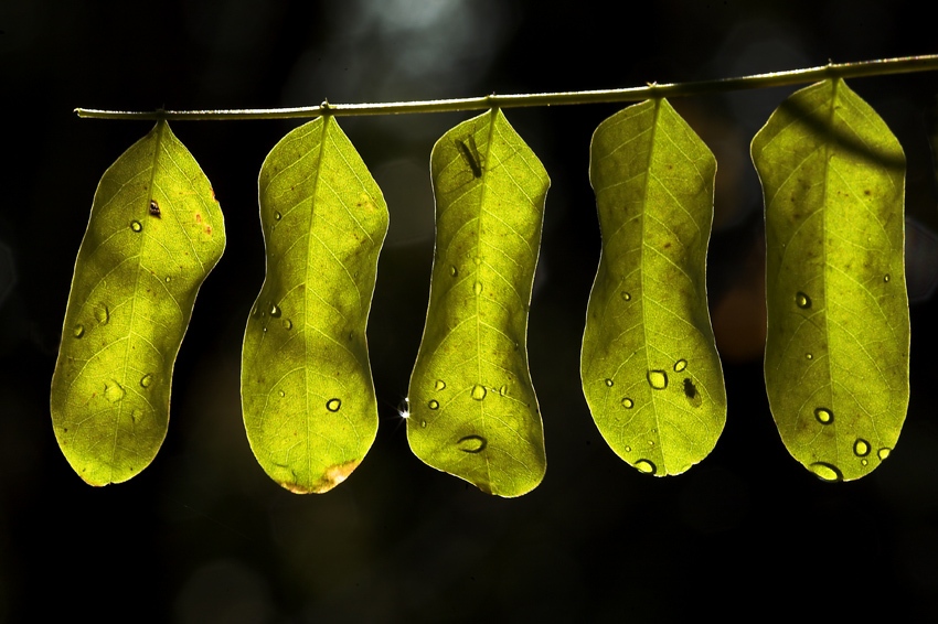 controluce d'autunno