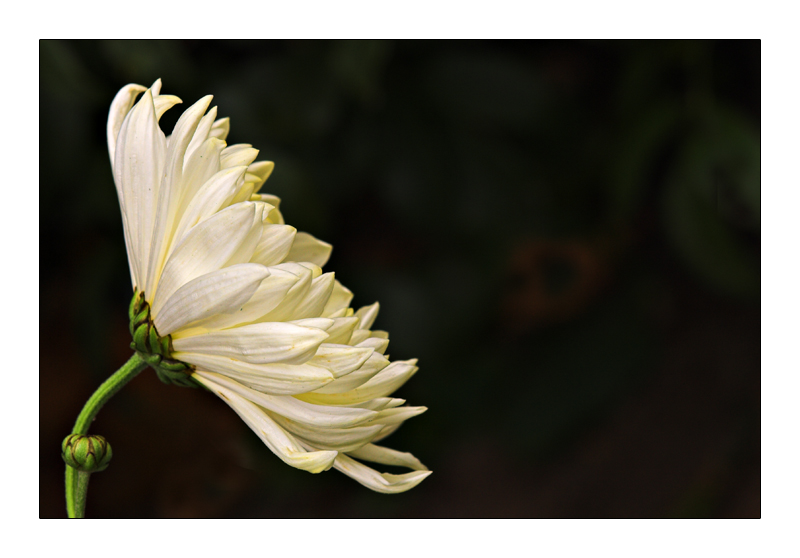 bianca ora sorride ma � brutta