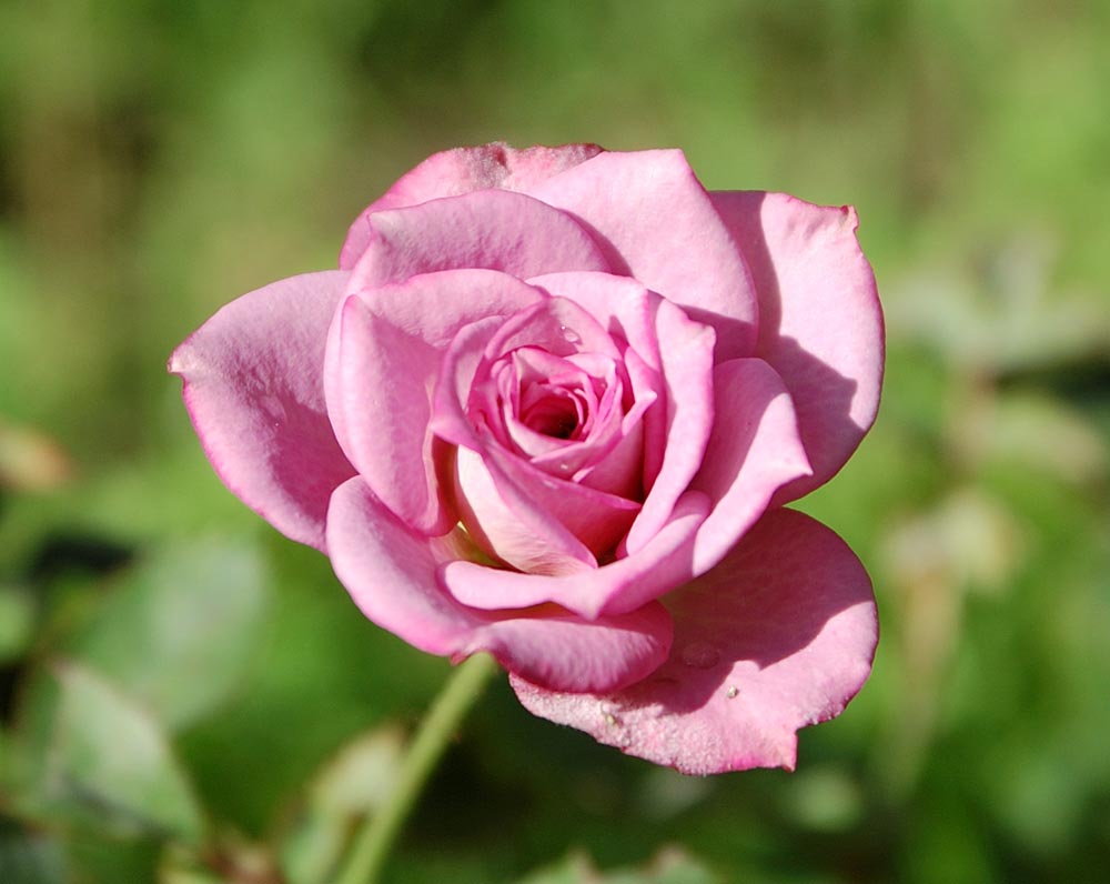 rosa del mio giardino