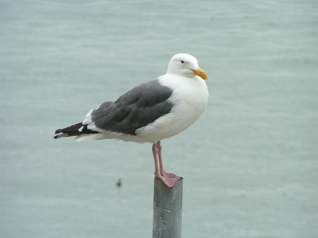 Il gabbiano di Alcatraz