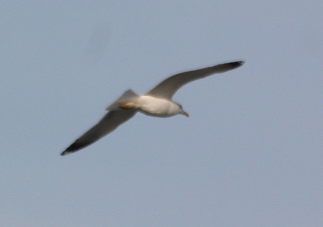 Gabbiano da resuscitare