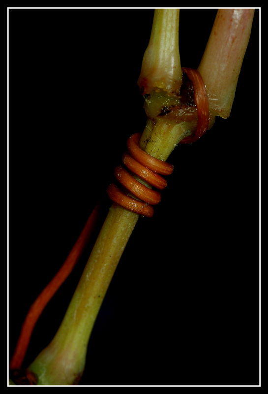 natura aggrovigliata