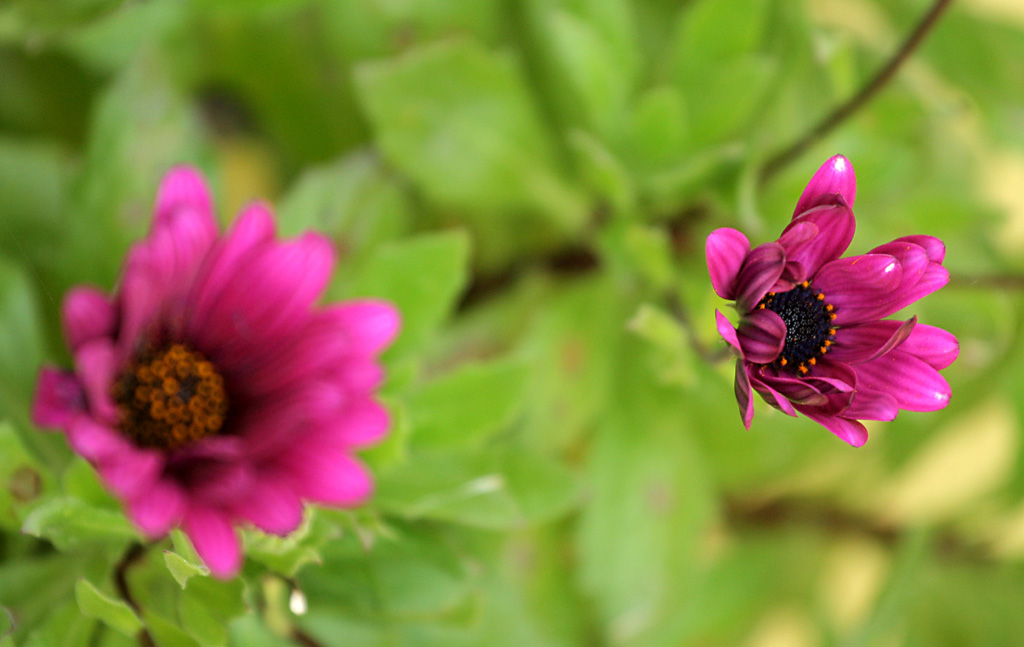 Ancora fiore violett... il fratellino per�C