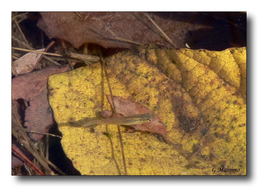 Pesciolino d'autunno