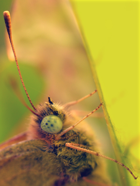 Ritratto di Colias crocea