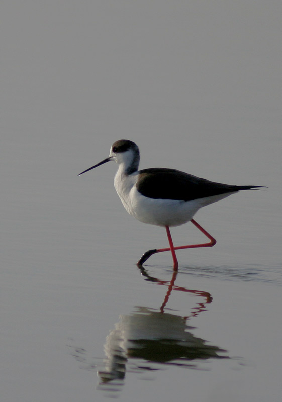 geometrie di un cavaliere