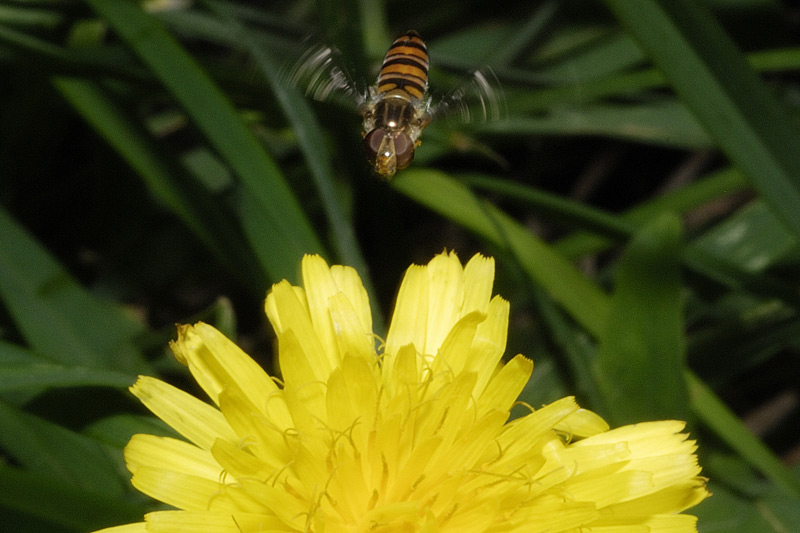 Episyrphus_balteatus2b