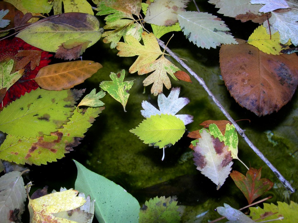 foglie d'autunno galleggianti