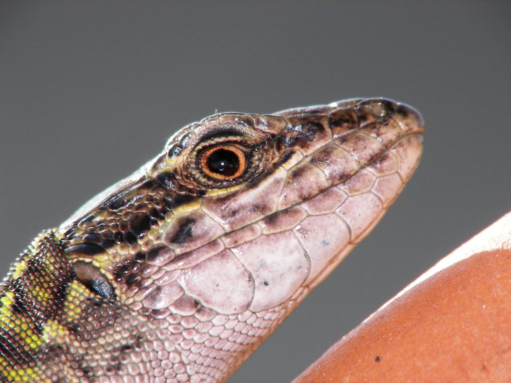 un'altra lucertola al sole.