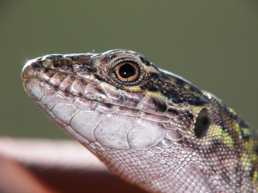 lucertola al sole..