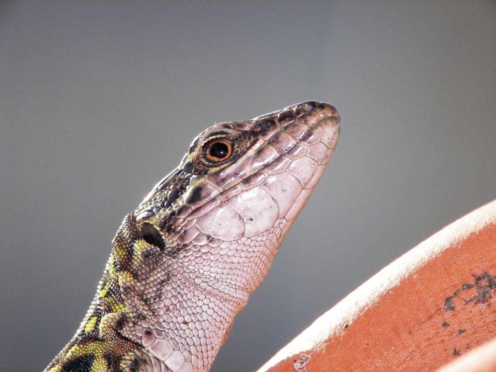 lucertola al sole....