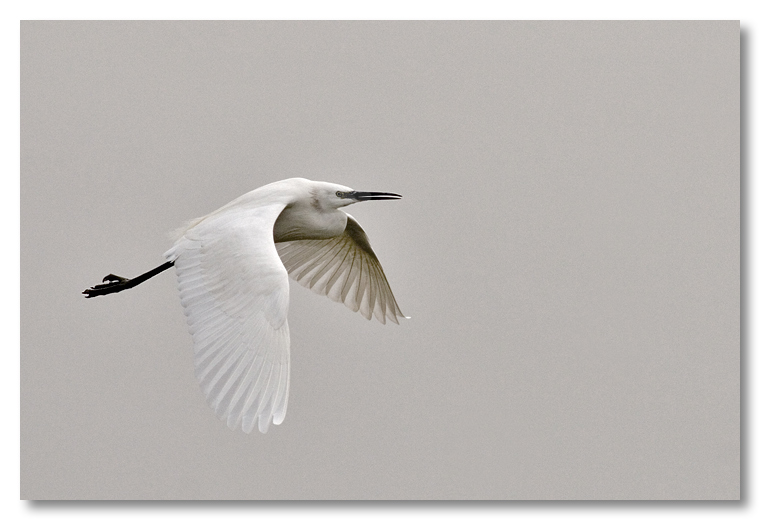 Volo in bianco e grigio