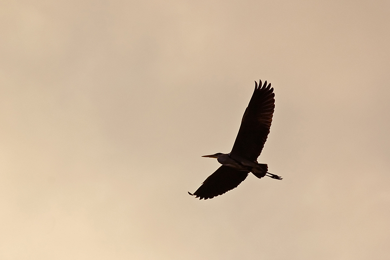 silouette di un airone