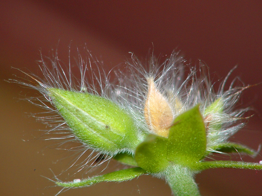 dedicato a squarta.. fiori pelosi1