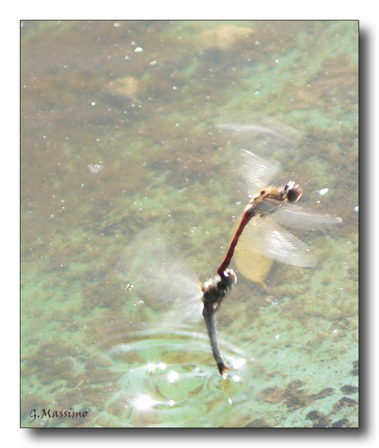 deponendo in controluce