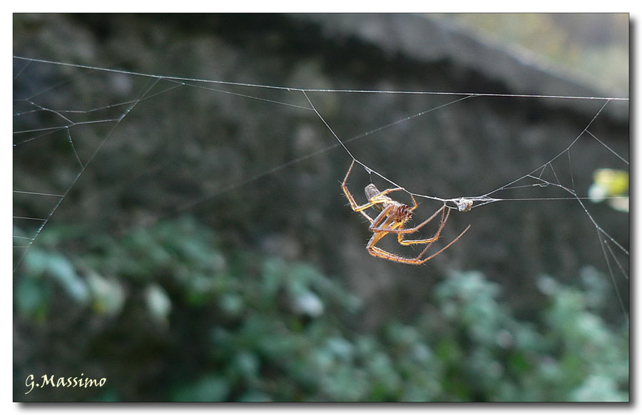 La costruzione del ponte