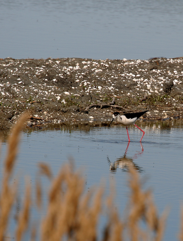 nuovo breve fotofumetto