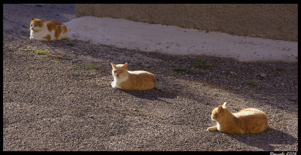 3 gatti per strada
