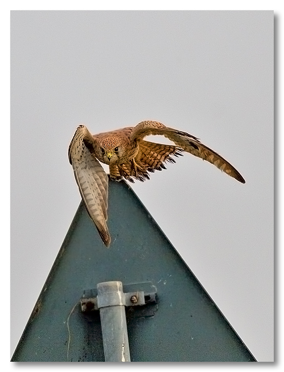 Attenzione decollo rapaci