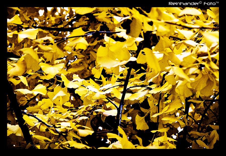 Farfalle mimetiche 1