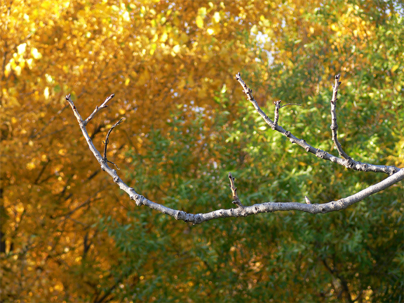 .: ramo di pistacchio :.