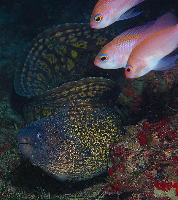 L'attore e le ammiratrici