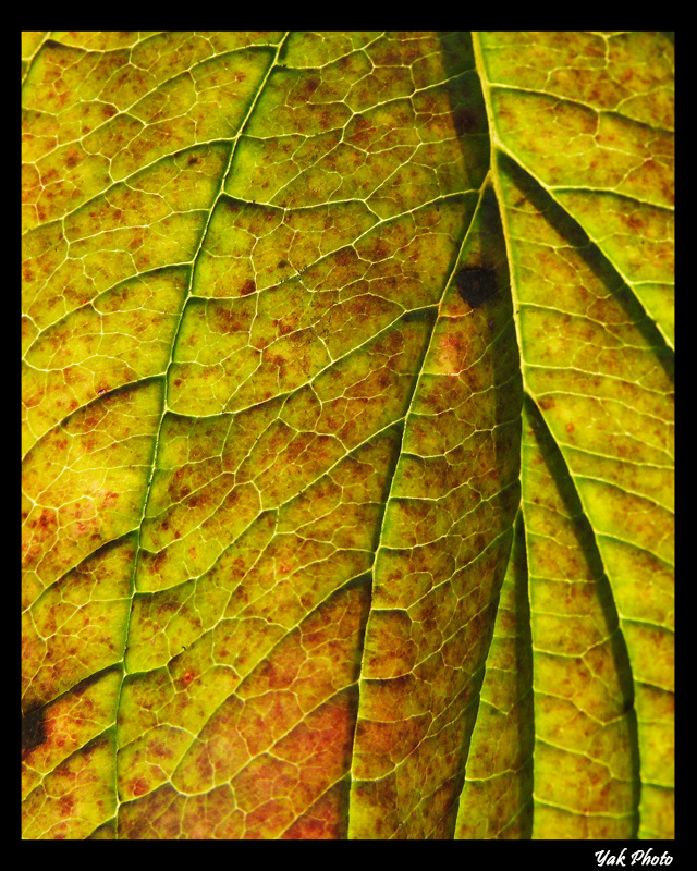 Foglia in controluce