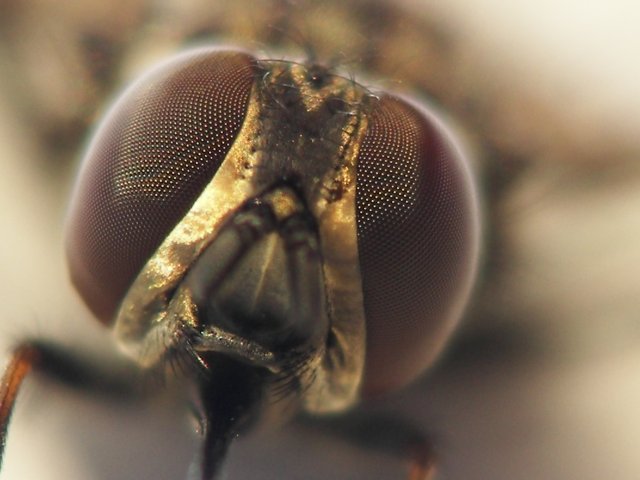 sempre pi� vicino, poi basta...