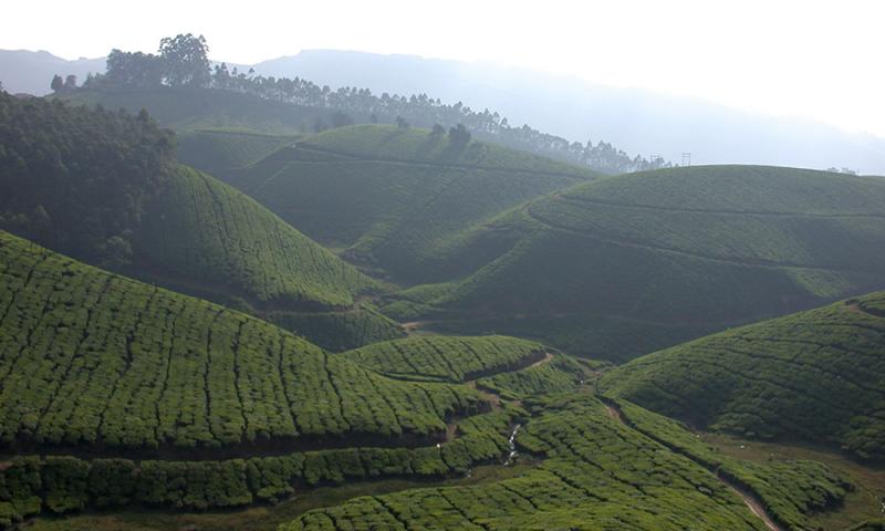 "I Giardini del T� (Munnar - India)"