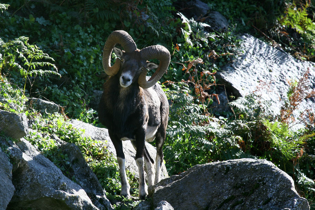 Muflone 02 "Cos'era quel clic!"