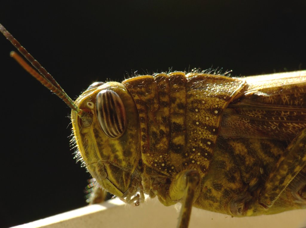 profilo di una locusta