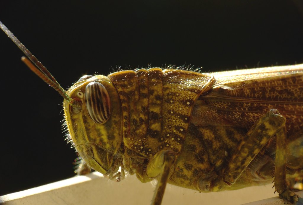 profilo di una locusta2