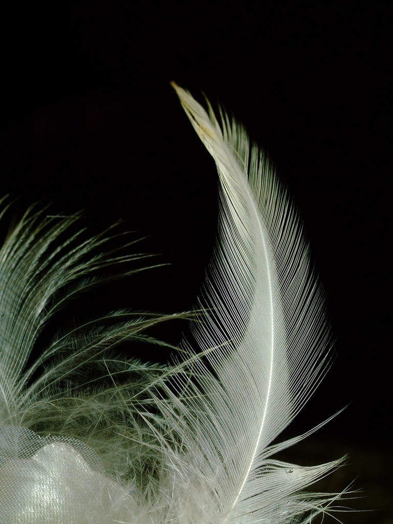 Delicatezza atto III^